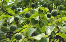 夏のきりしま山歩実施報告