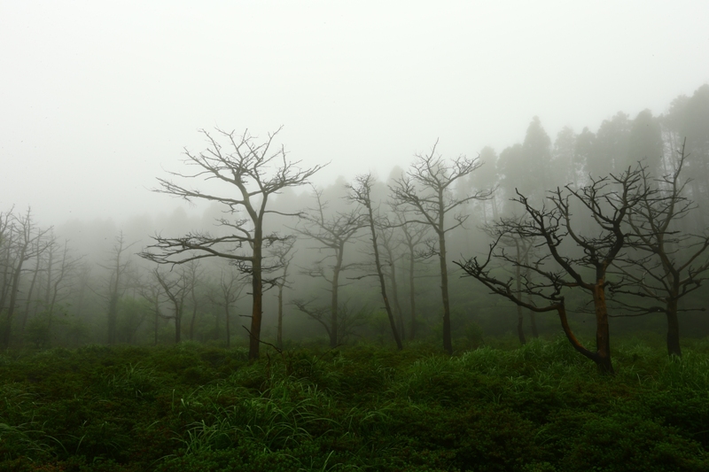 霧島の静かな森