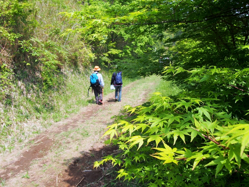 森林セラピー体験ウォーキングin柳ヶ平散策路に参加してきました☆