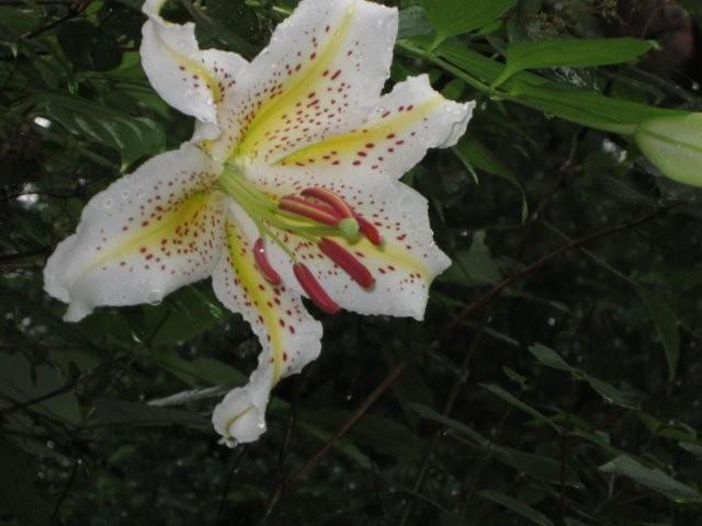 「タシロラン」と「ヤマユリ」の花