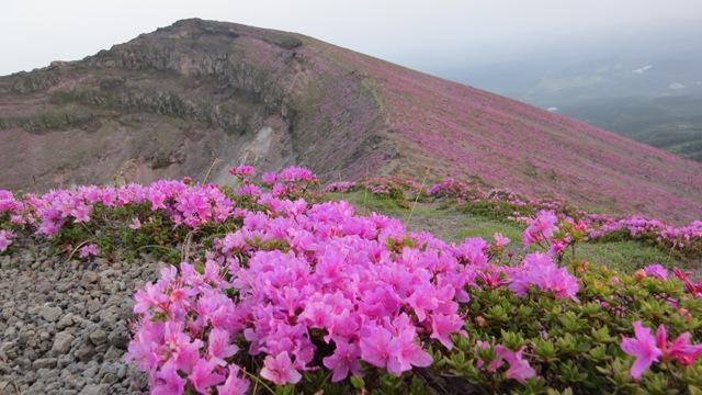 高千穂峰のミヤマキリシマツツジ2014.5.28