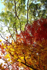 秋が魅せる色彩