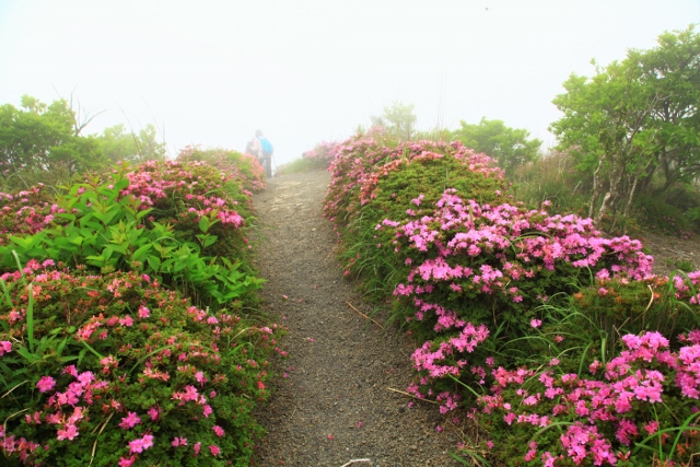 ミヤマキリシマの開花状況　中岳中腹探勝路　５月１５日現在