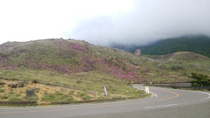 えびの高原のミヤマキリシマ　５月２６日