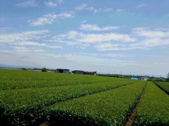 茶畑と空