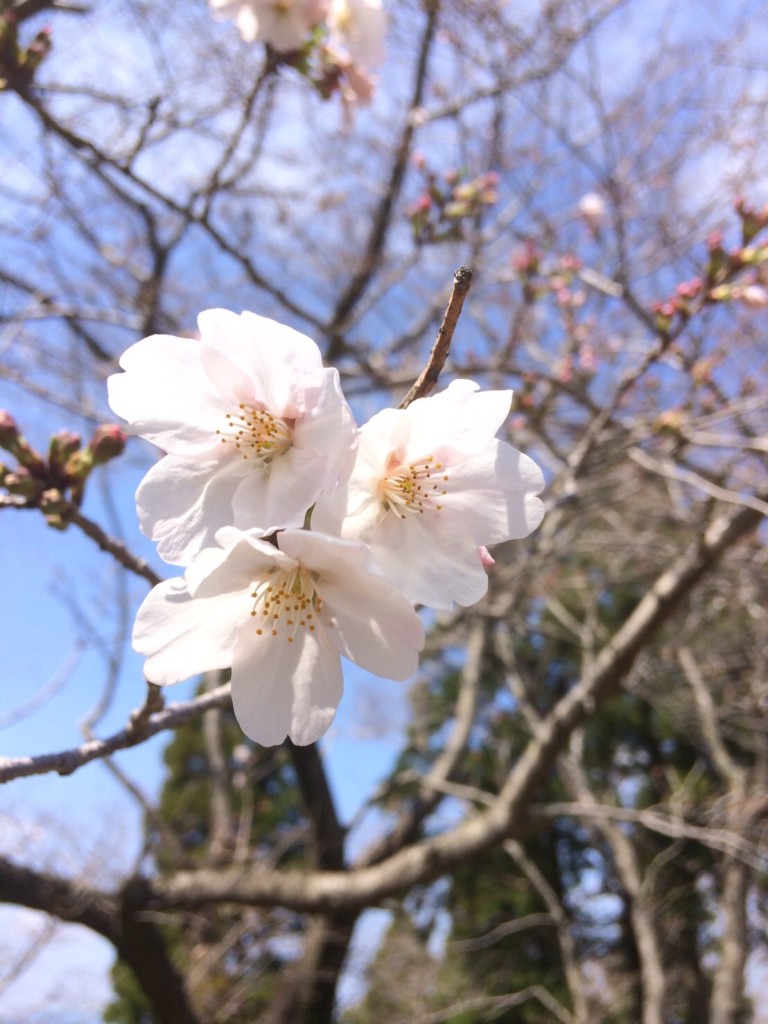 桜の開花状況　国分城山公園　2017.4.1