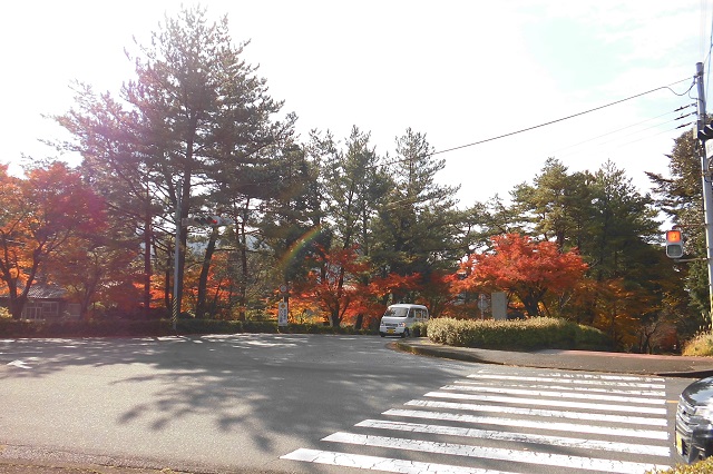 霧島神宮周辺の紅葉が見頃を迎えました♪♪