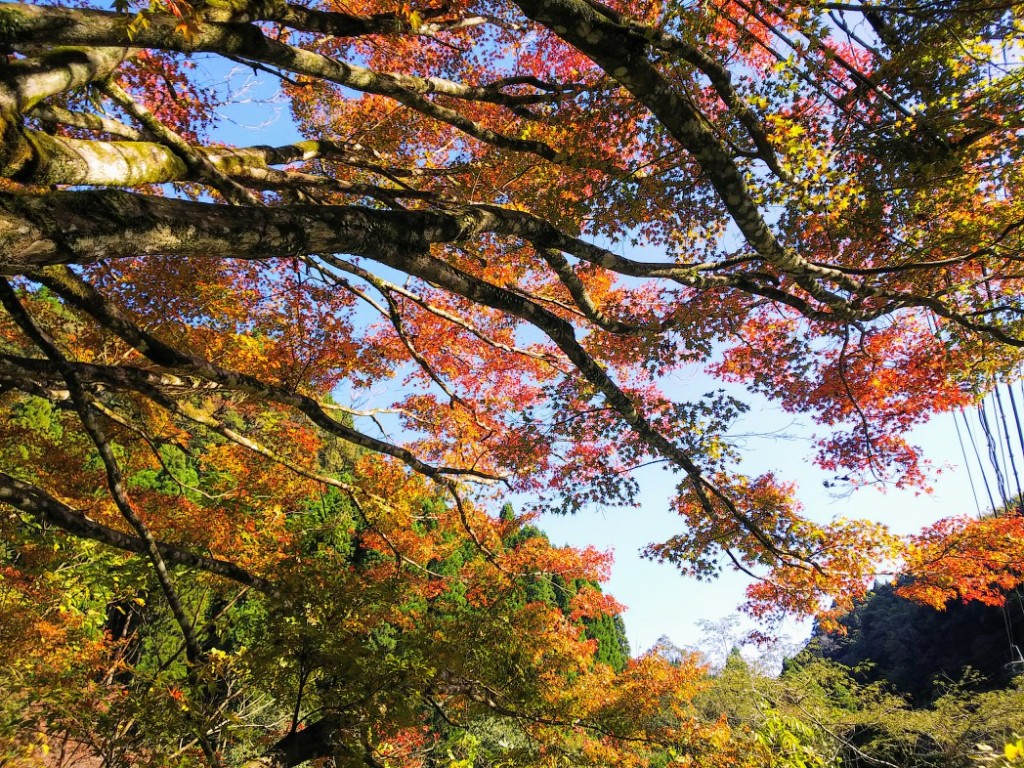 新川渓谷遊歩道の紅葉