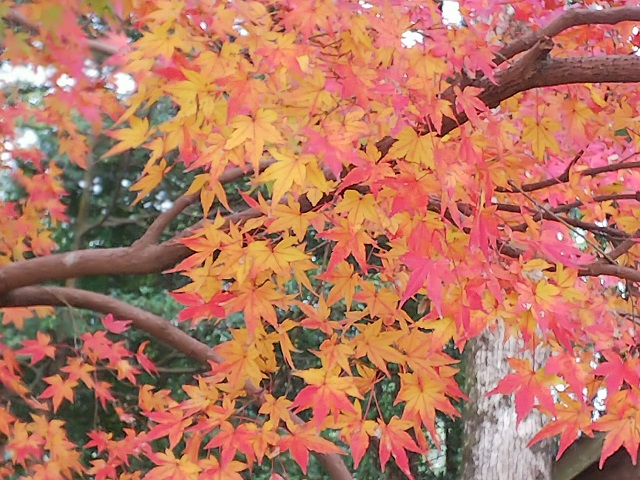鹿児島神宮の紅葉🍁