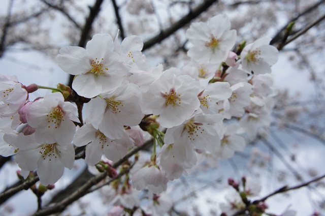 🌸桜：丸岡公園