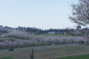 🌸桜：高千穂牧場&神話の里公園