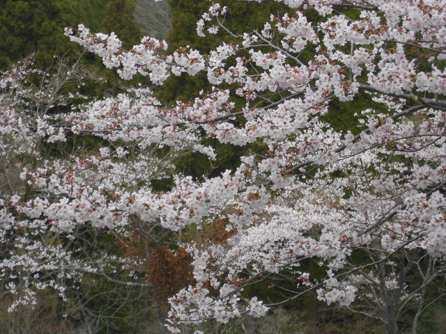桜がほぼ満開になりました。