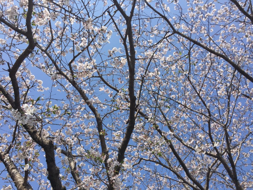 桜が見ごろです♪