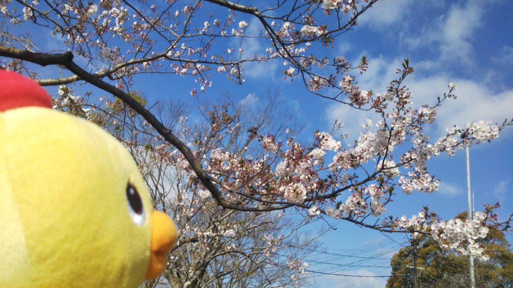 桜が見頃を迎えております🌸