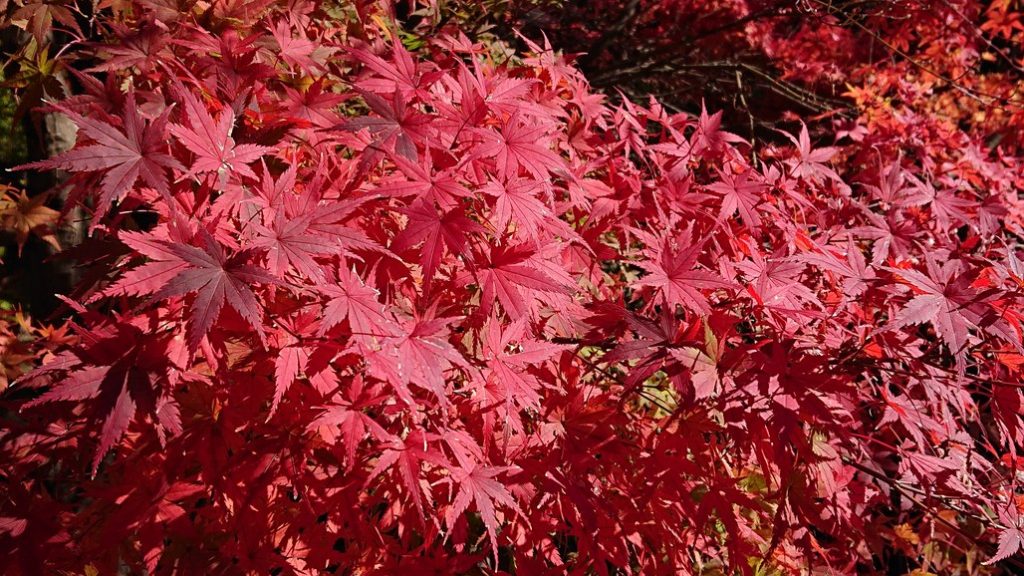 霧島温泉郷の紅葉が色づき始めています🍁
