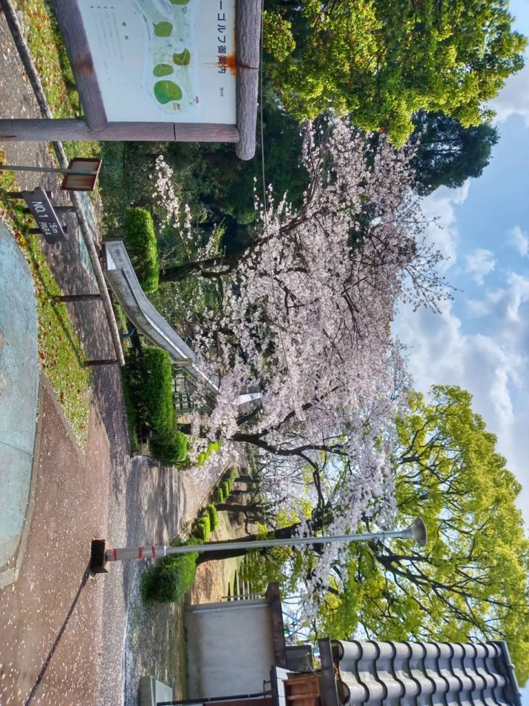 桜満開です