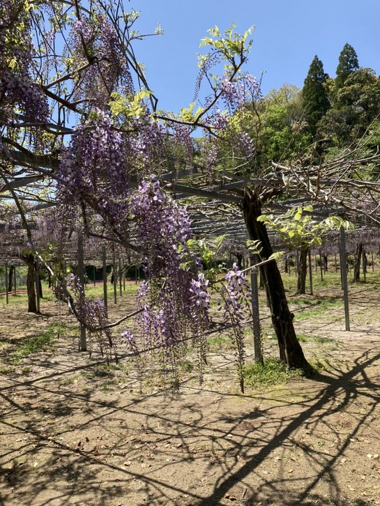 和気公園の藤の花　開花情報