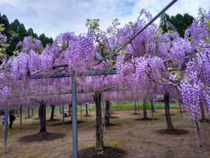 和気神社の藤の花　開花状況（4月14日昼）
