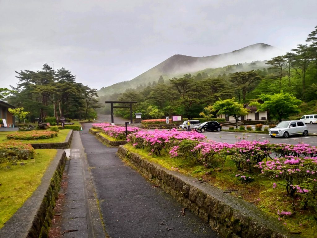 ミヤマキリシマの開花状況５月１４日