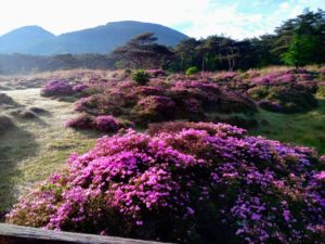 ミヤマキリシマの開花状況６月１日（えびの高原・韓国岳）
