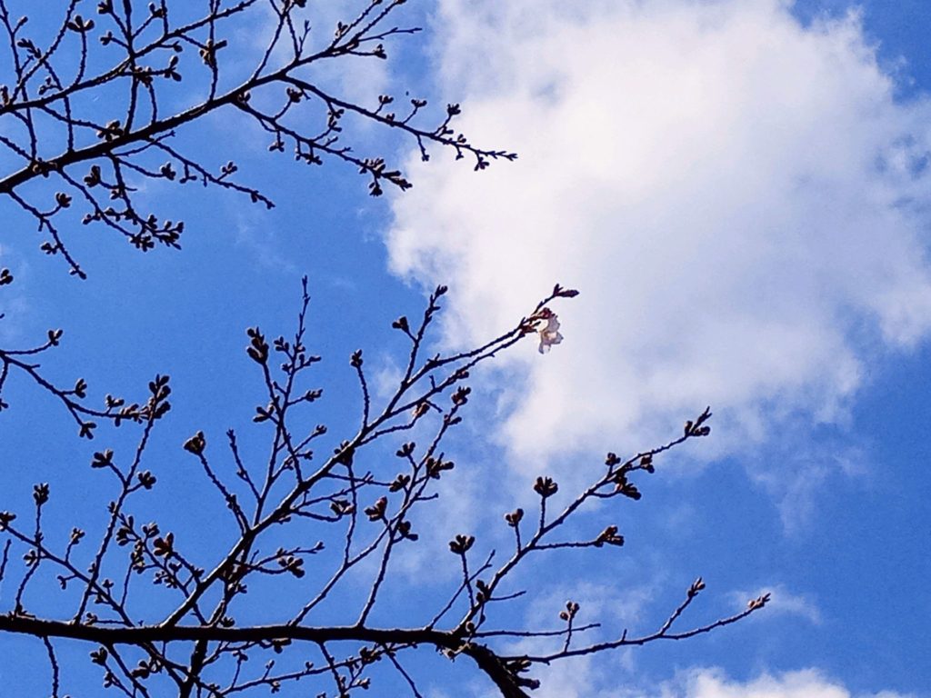 霧島神宮周辺「桜」開花しました