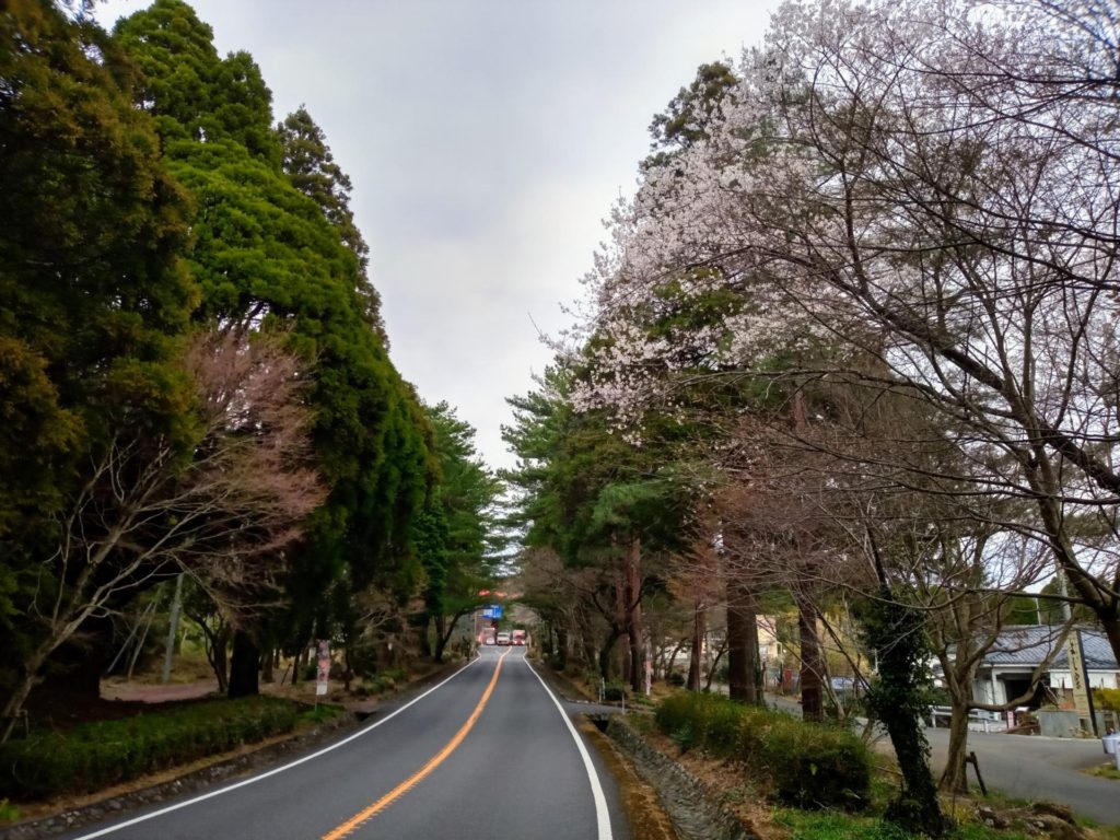 霧島神宮周辺「桜」開花しました