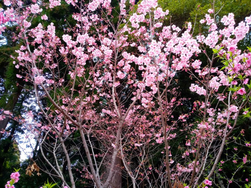 霧島神宮周辺「桜」開花しました