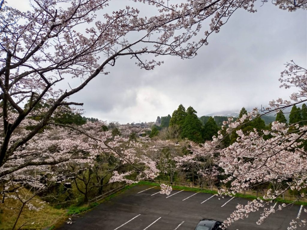 霧島神宮周辺「桜」見頃になりました