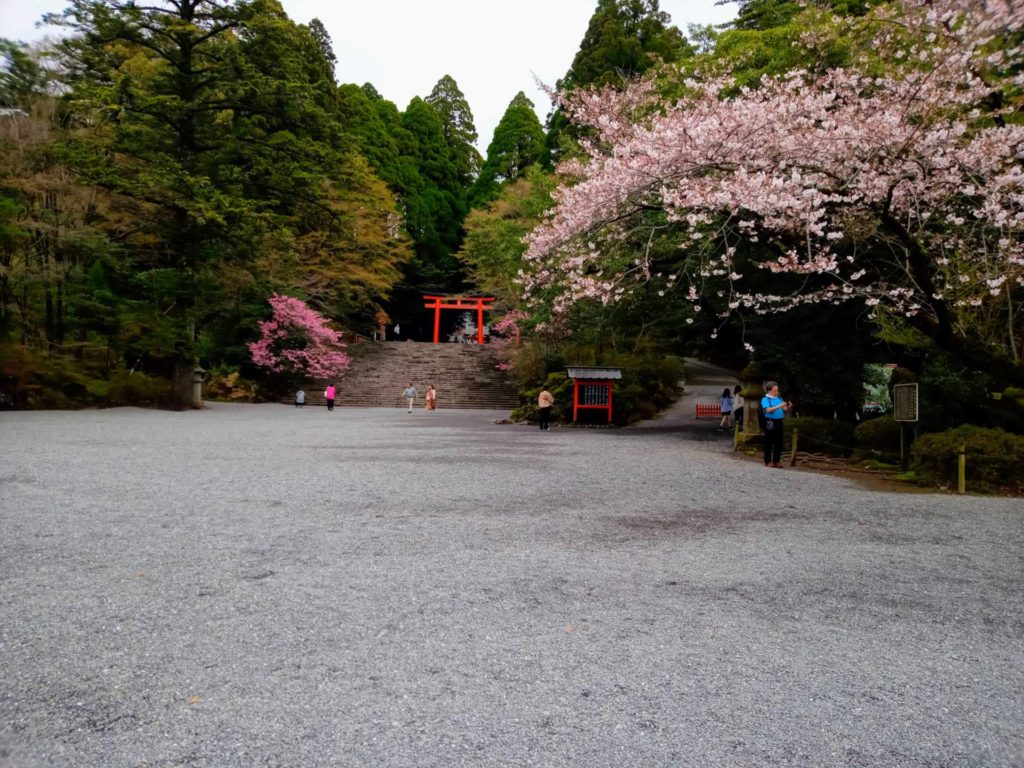 霧島神宮周辺「桜」見頃になりました