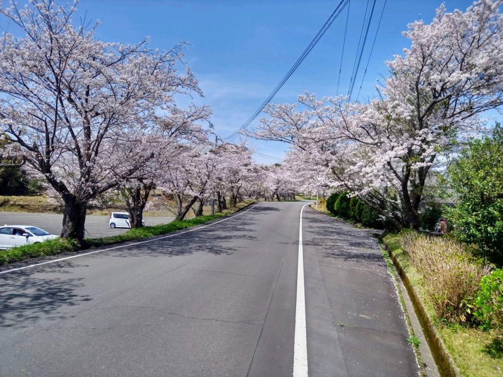 丸岡公園の桜が見頃です🌸