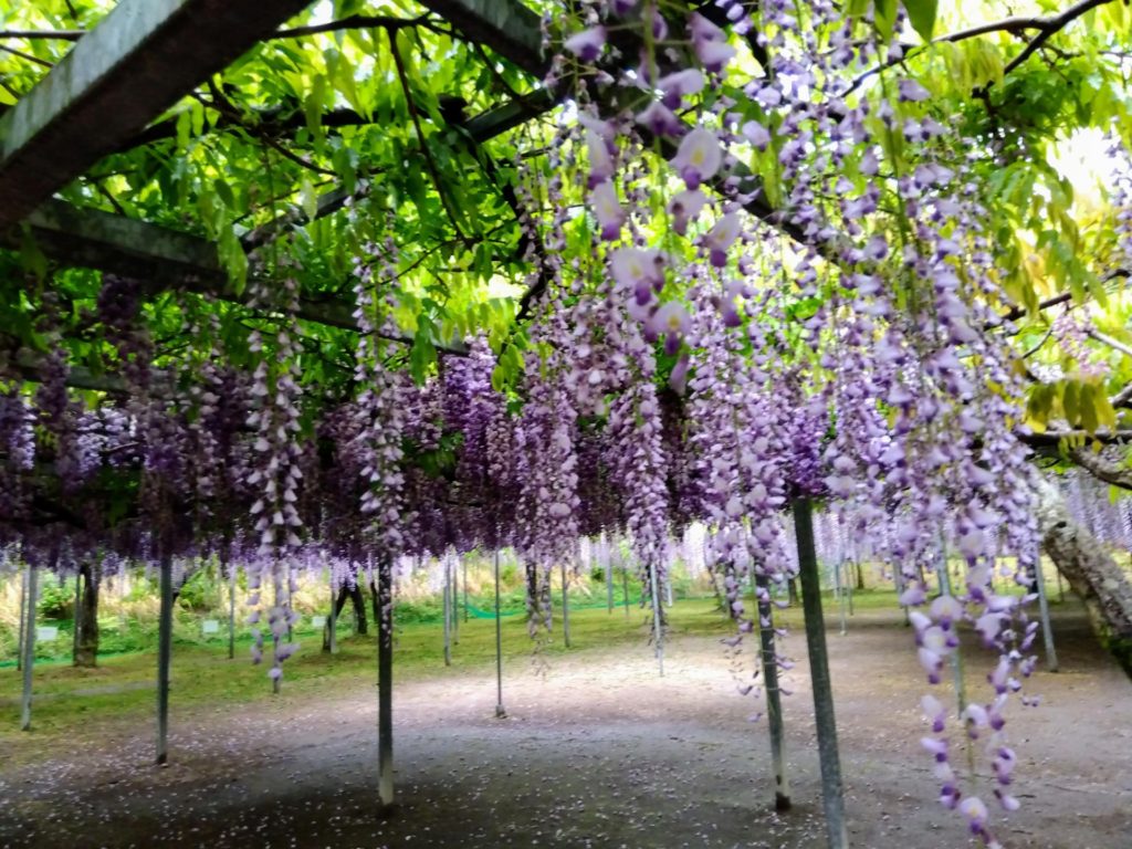 和気公園の藤の花　開花情報　5月1日現在
