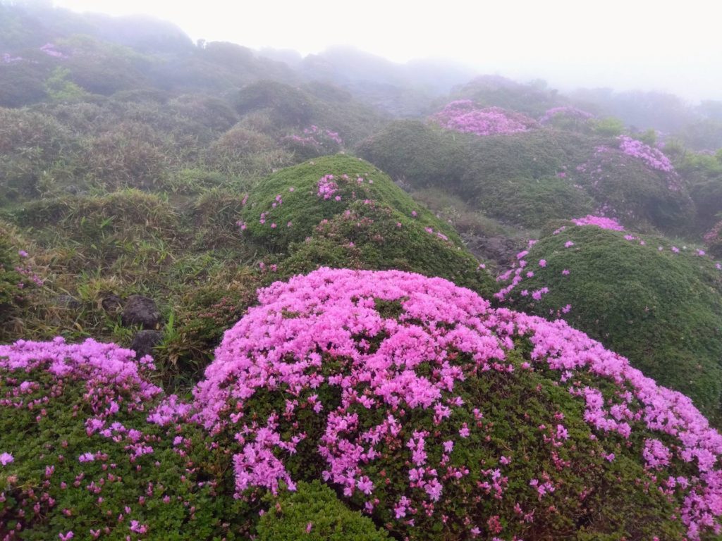 韓国岳・えびの高原「ミヤマキリシマ」６月１日