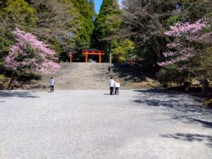 霧島神宮周辺桜３月２１日開花状況について