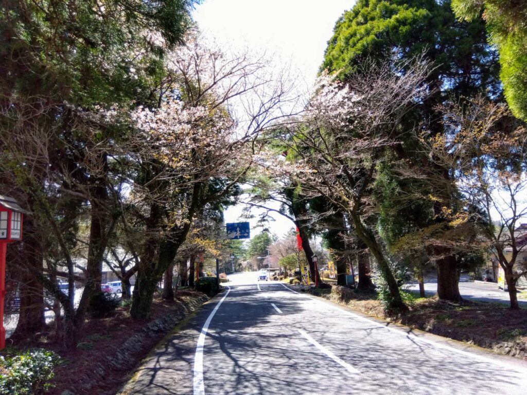 霧島神宮周辺桜３月２１日開花状況について