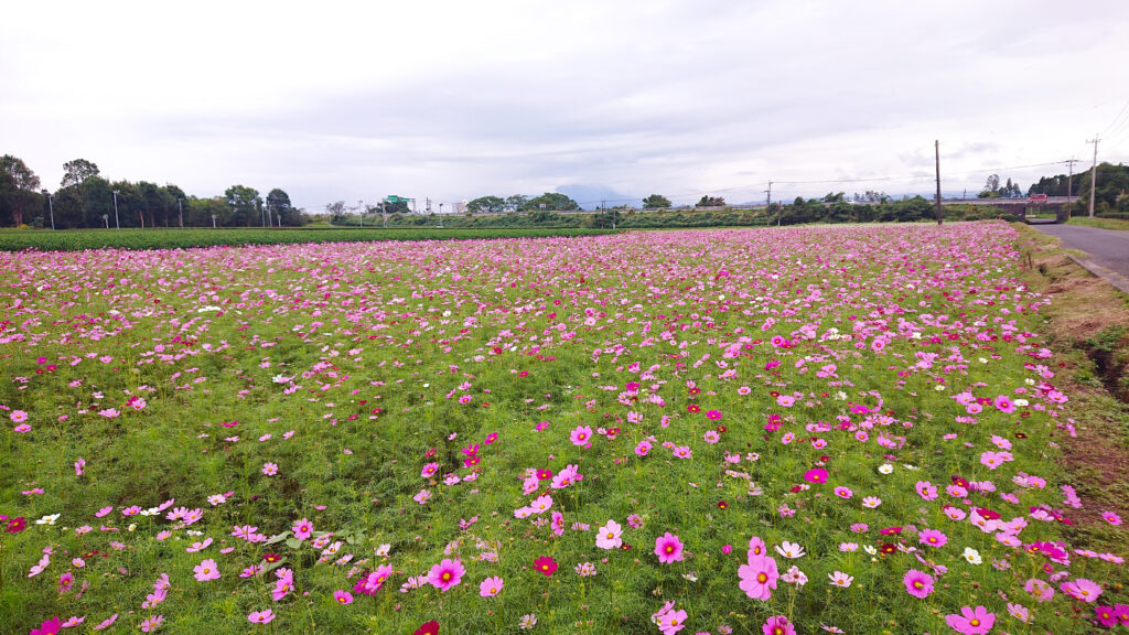 十三塚原史跡公園前のコスモス畑