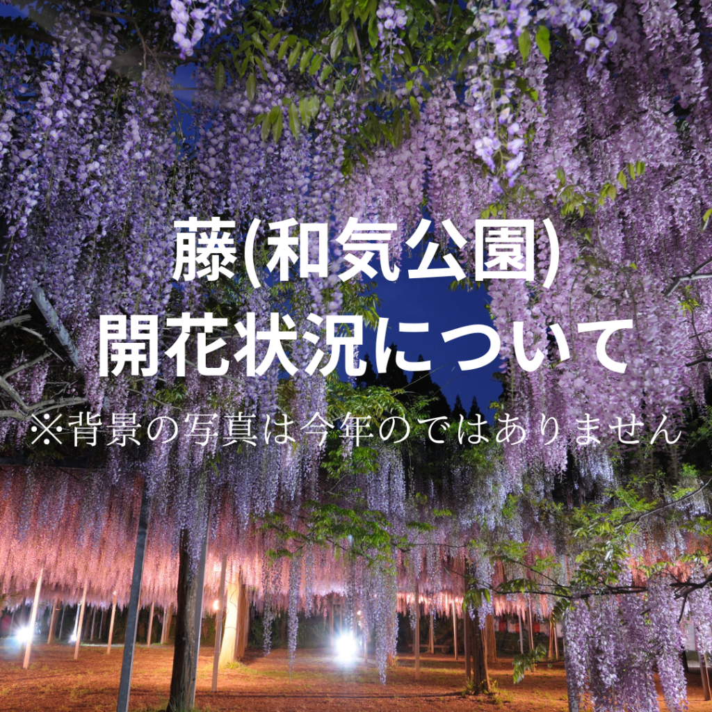 藤（和気公園）の開花状況について