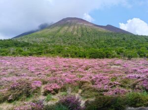 ミヤマキリシマが見頃です