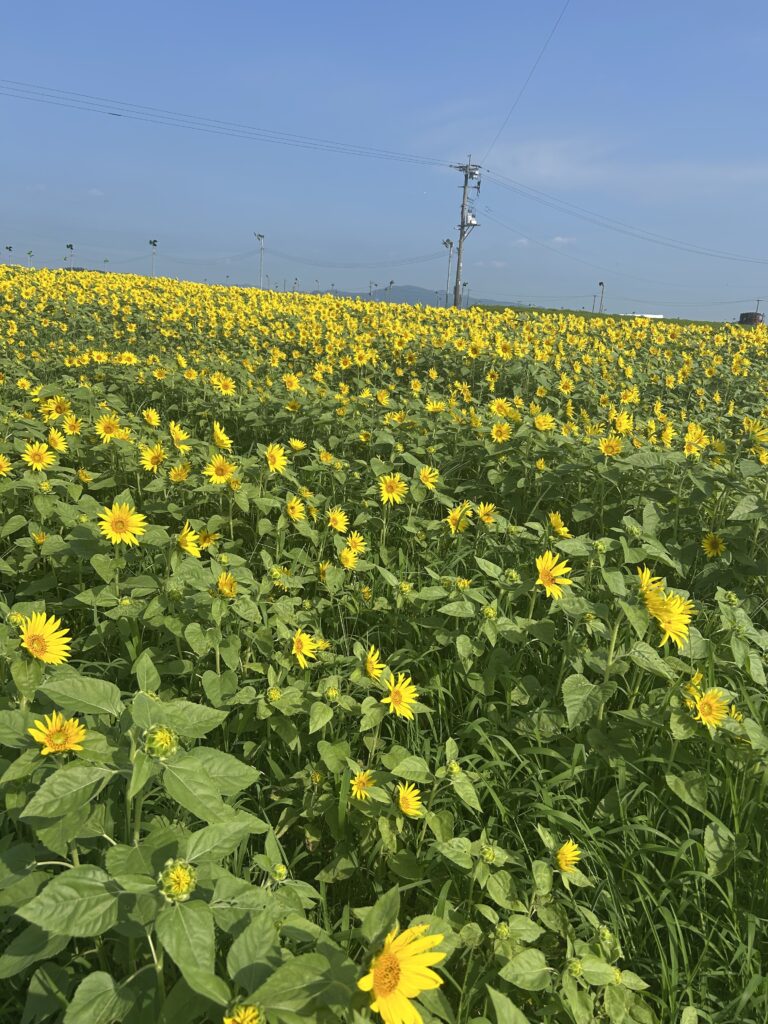 十三塚史跡公園のひまわり　開花状況
