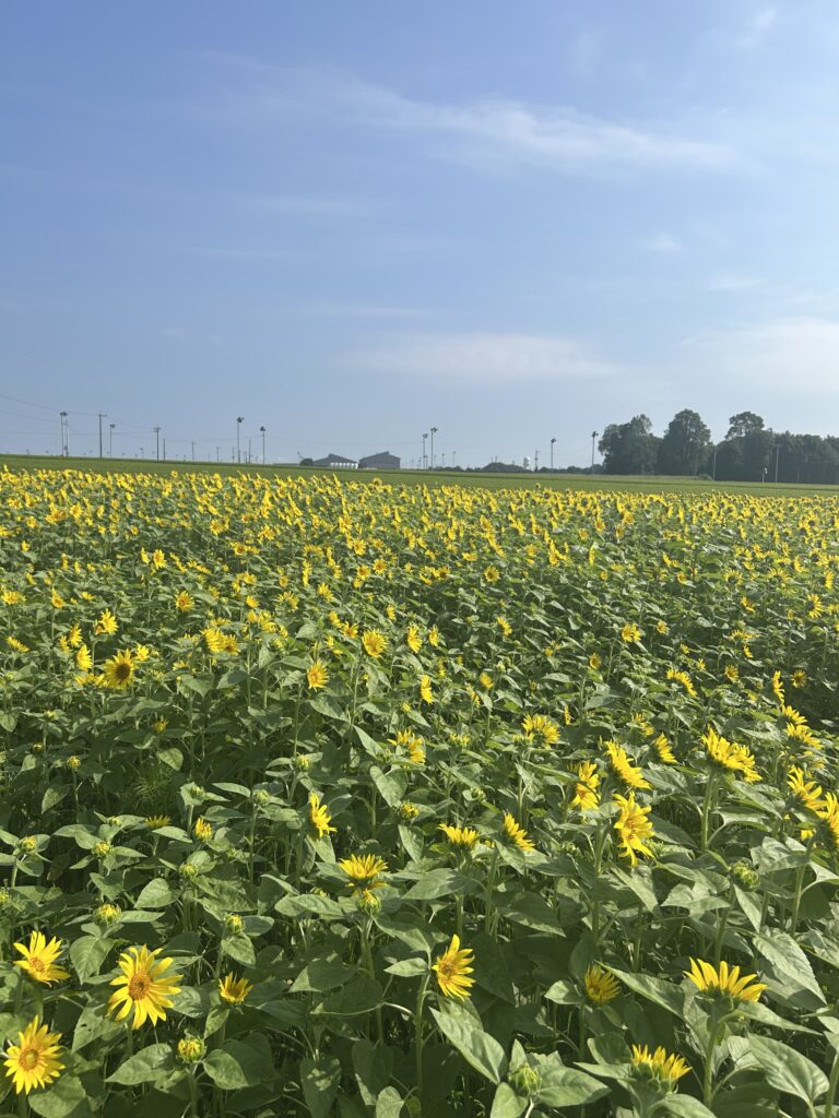 十三塚史跡公園のひまわり　開花状況