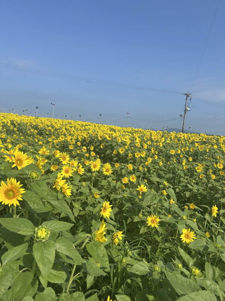 十三塚史跡公園のひまわり　開花状況