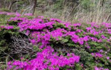 ５月２５日、きりしまジオフレンドの新緑山歩は韓国岳登山⛰️