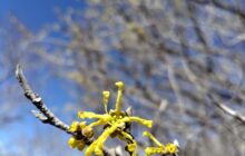 ジオフレンドイベント実施報告（3/20大浪池マンサク）