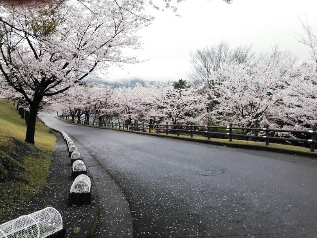 霧島神話の里公園の桜も見頃です。