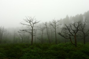 霧島の静かな森