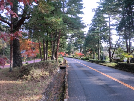 霧島神宮参道の紅葉が見頃に。