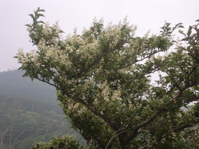 霧島を彩る花々