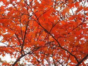 秋の色と出逢いと。。。