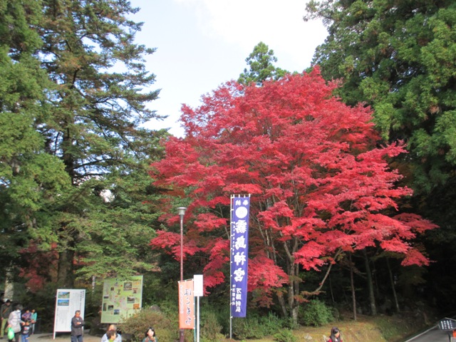霧島神宮の紅葉も見頃を迎えています