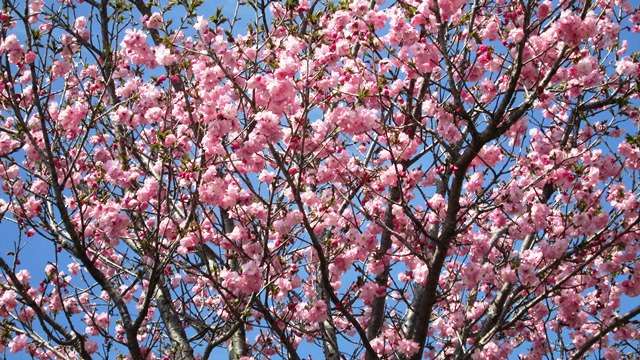 桜の土曜日です✿