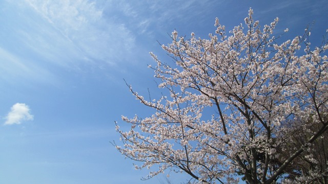 桜の土曜日です✿